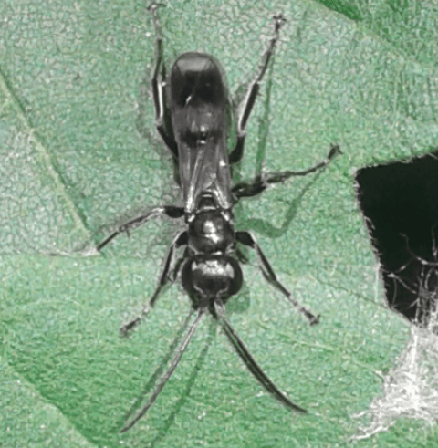 Pompilidae: Dipogon sp.